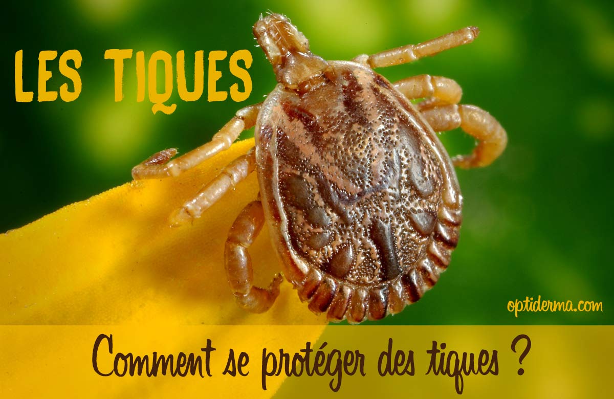 Comment se Protéger des Tiques ? L'Huile Géranium Rosat Contre Les Tiques