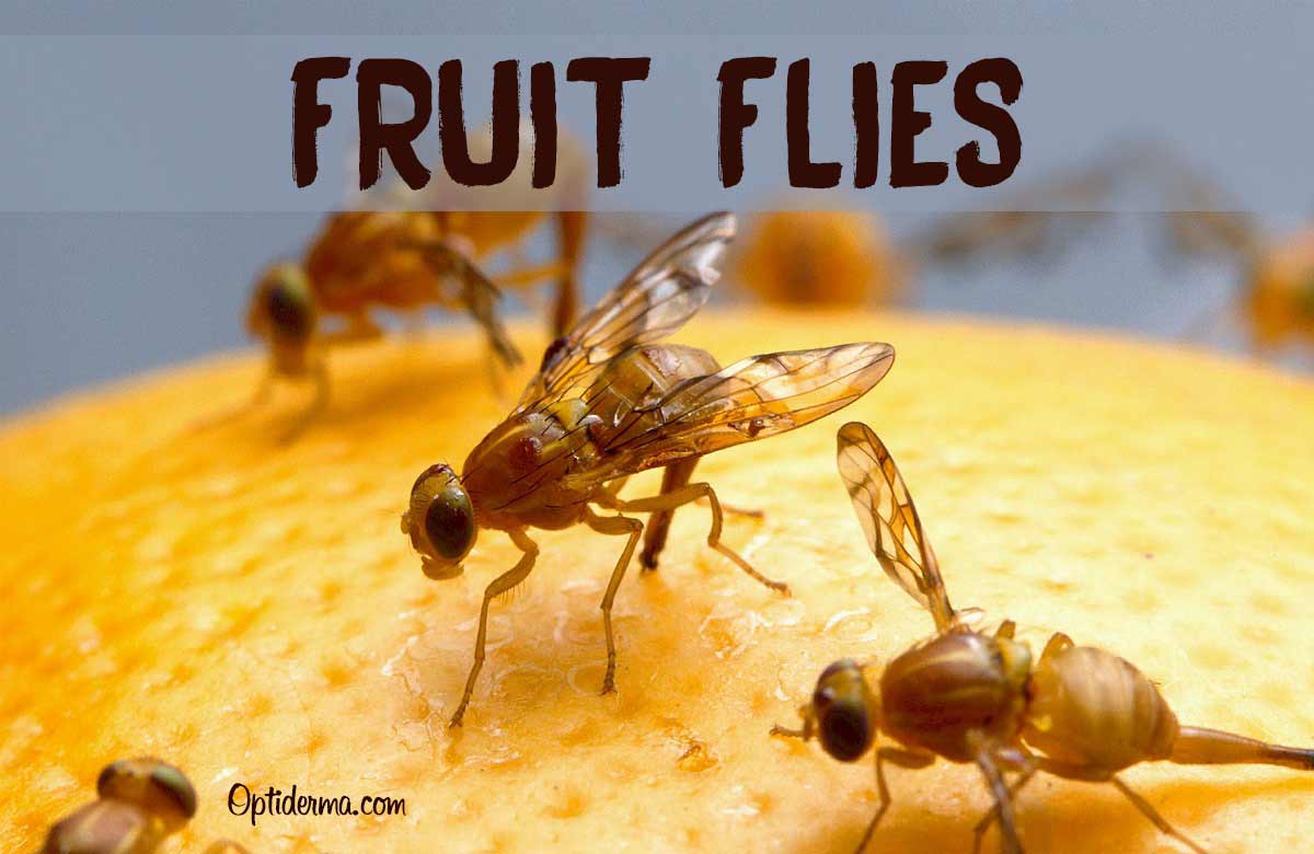 Do Fruit Flies Bite?