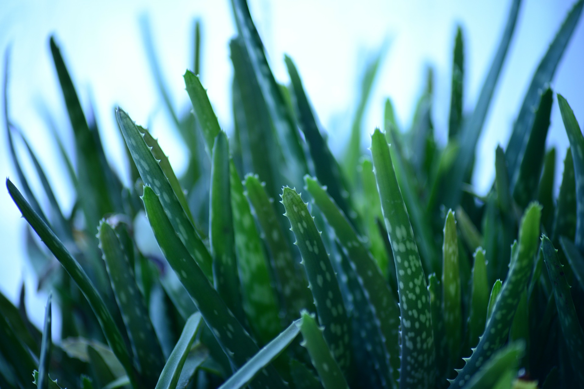 Aloe vera for ear pimples