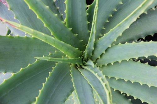 Aloe vera for mosquito bite