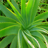 Aloe vera is one of the best anti-inflammatory herbs for skin
