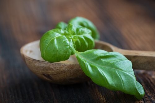 Basil for mosquito bite
