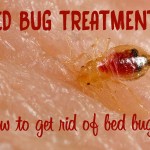 diatomaceous earth for bed bugs
