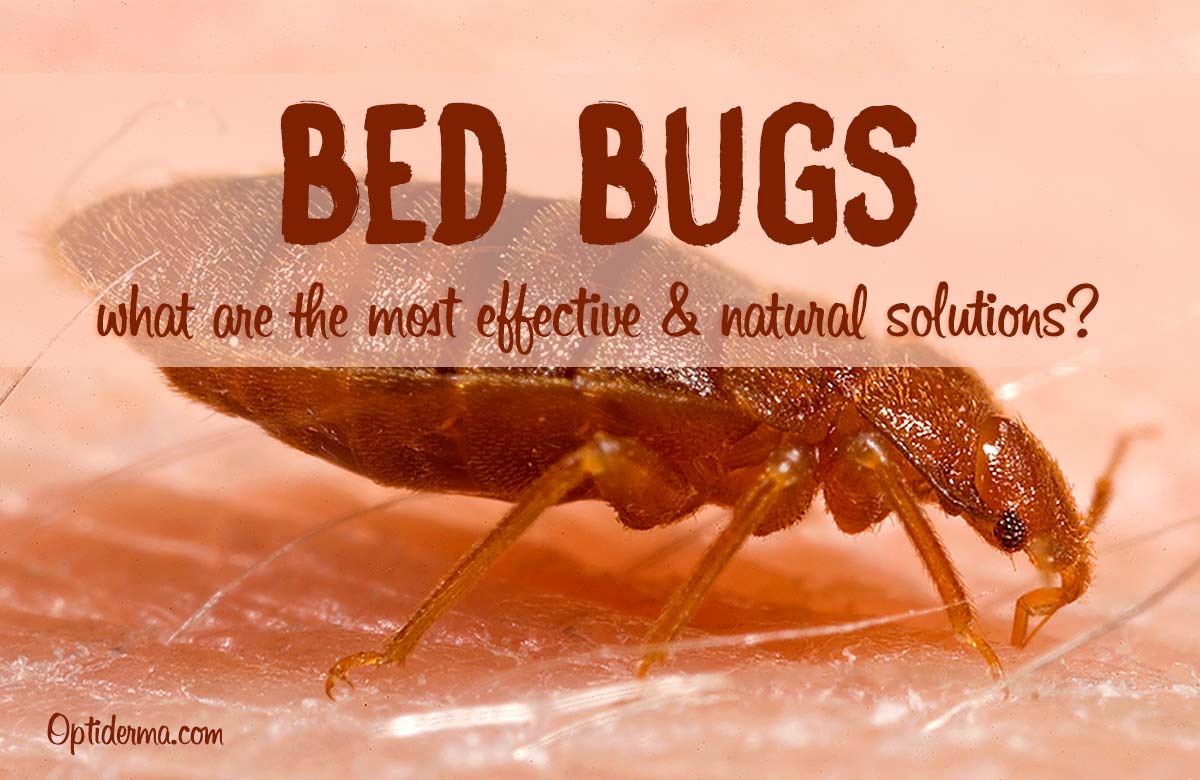 Best Bed Bug Natural Sprays