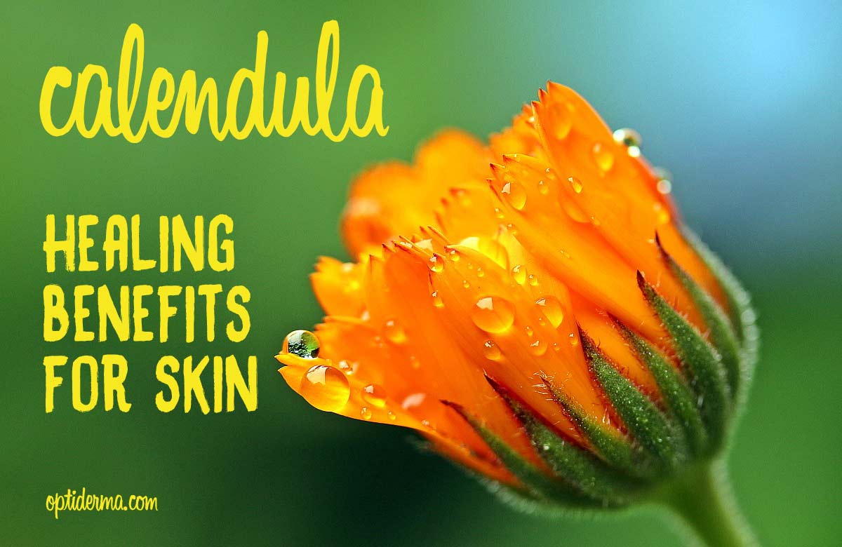 Calendula for Insect Bites, Cuts & Skin Rashes