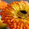 calendula is one of the best anti-inflammatory herbs for skin