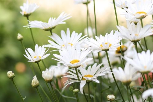 chamomile essential oil for baby skin rashes chamomile essential oil for baby skin rashes
