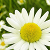 Chamomile is one of the best anti-inflammatory herbs for skin