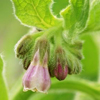 Herbal remedies for skin: Comfrey