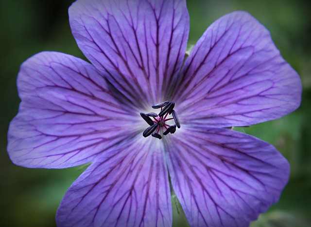 Geranium essential oil for psoriasis