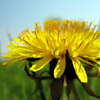Herbal remedies for skin: Dandelion