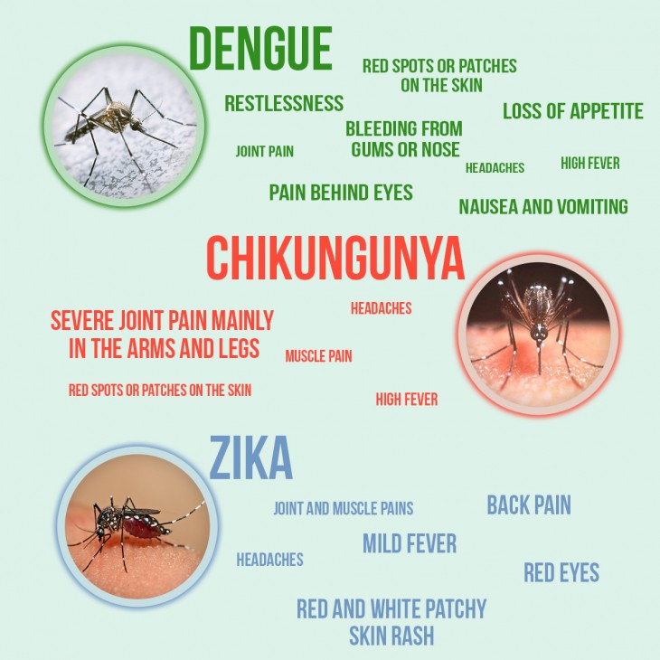 chikungunya rashes