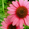 Herbal remedies for skin: Echinacea