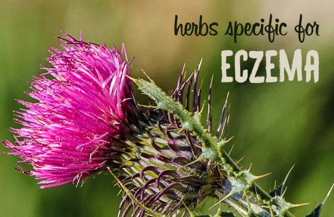 skin rash eczema herbs