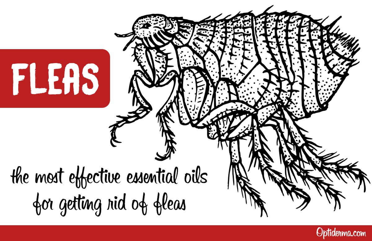 What are The Best Essential Oils for Fleas? (+ Practical Tips for Cats & Dogs)