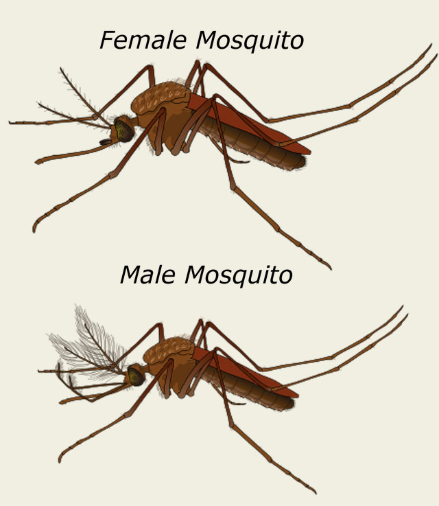 Female and Male Mosquitoes