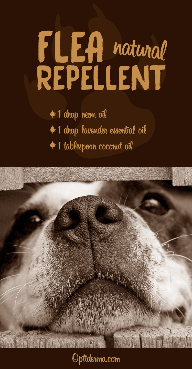 Essential Oils for Fleas: Homemade Repellent for Dogs