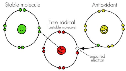 Free Radicals & Antioxidants Free Radicals & Antioxidants