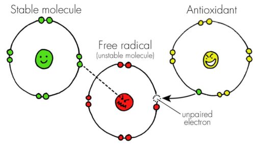 Free Radicals & Antioxidants