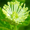 goldenseal herb for skin