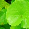 Gotu kola herbal remedies for skin