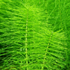 horsetail skin herb