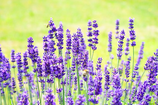 Lavender essential oil