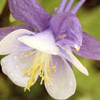 lavender herbal remedy for skin