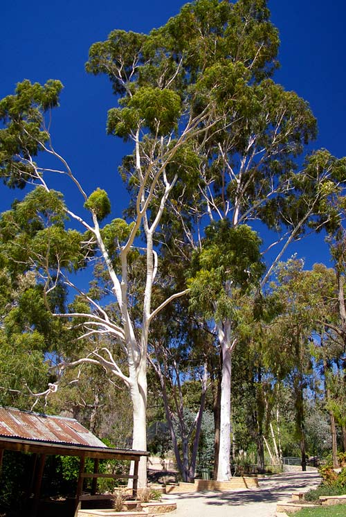 Lemon Eucalyptus Tree