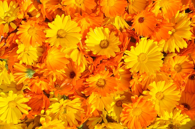 Calendula for skeeter syndrome