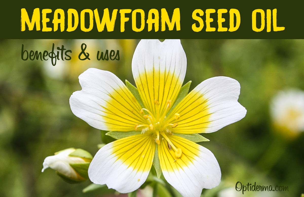 Meadowfoam Seed Oil