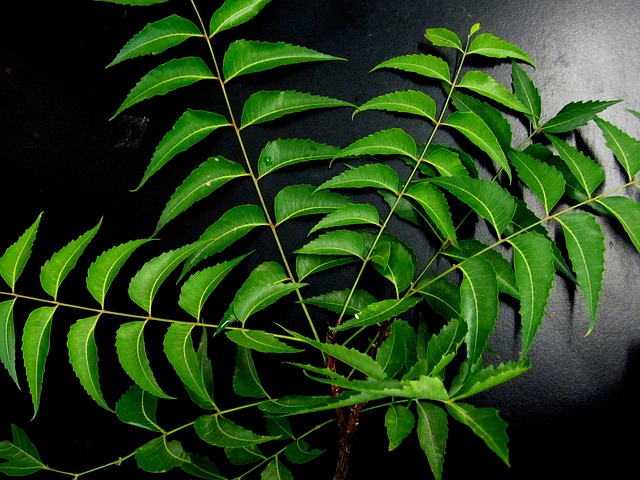 Neem leaves & neem oil for psoriasis