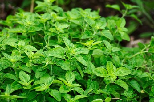 Oregano essential oil for skin rashes Oregano essential oil for skin rashes