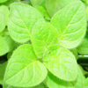 Herbal remedies for skin: oregano