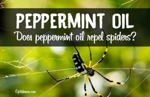 Peppermint Oil for Spiders
