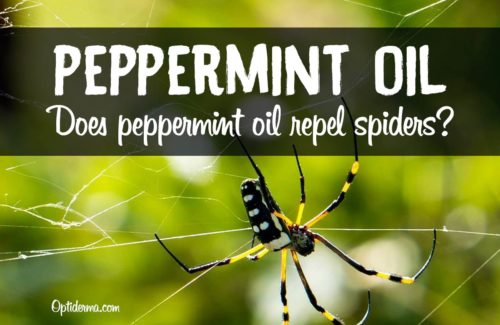 Peppermint Oil for Spiders Peppermint Oil for Spiders