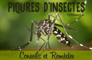 Piqûres d'Insectes qui Font Des Cloques : Remèdes et Conseils