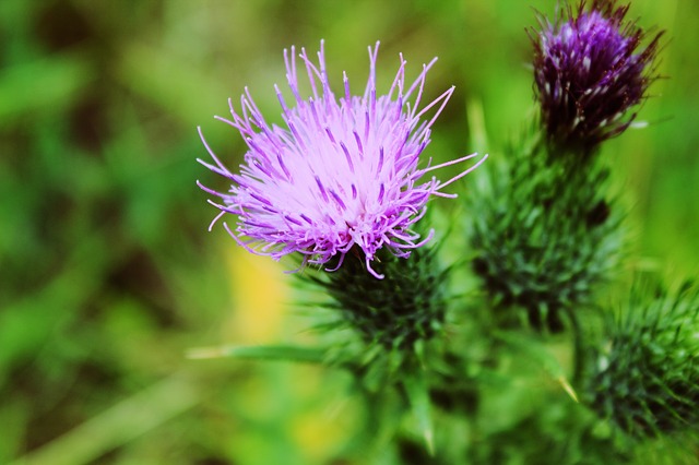 Milk Thistle for Psoriasis
