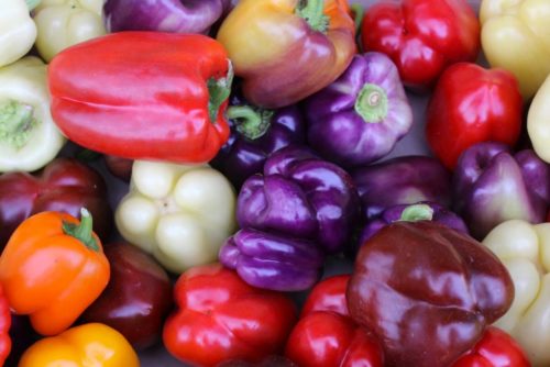 Purple Bells and other Bell Peppers Purple Bells and other Bell Peppers