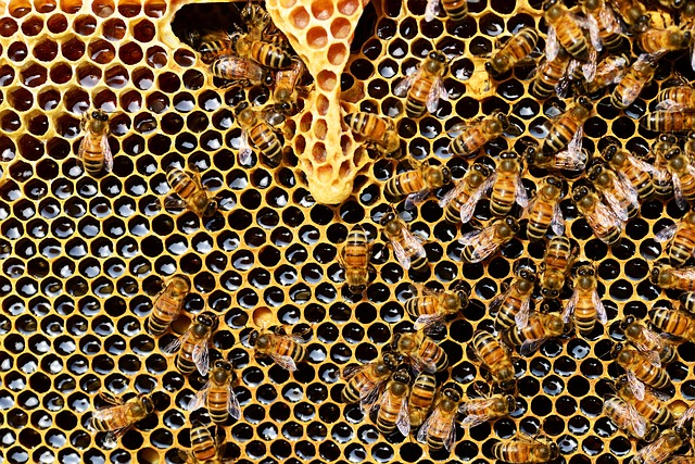 Why Use Manuka Honey for Eczema? Why Use Manuka Honey for Eczema?