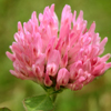 Herbal remedies for skin: Red Clover