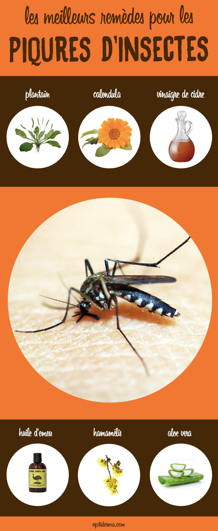 Les Meilleurs Remèdes Pour Soulager Les Piqûres d'Insectes