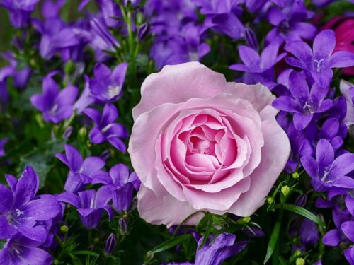Rose essential oil for skin rashes Rose essential oil for skin rashes