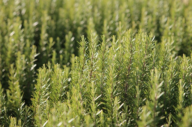 Rosemary essential oil for psoriasis