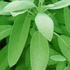 Herbal remedies for skin: sage