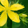 Herbal remedies for skin: Saint John Wort