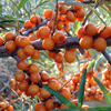 Herbal remedies for skin: Seabuckthorn