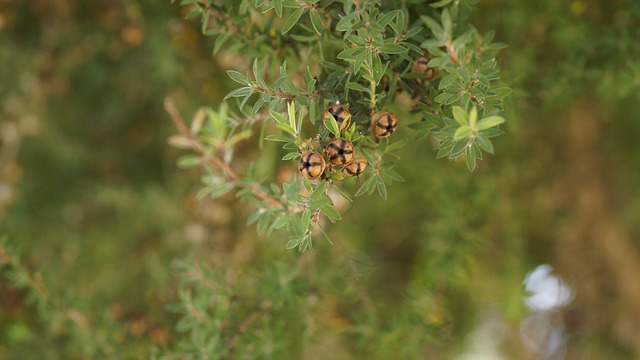 Tea tree for skeeter syndrome