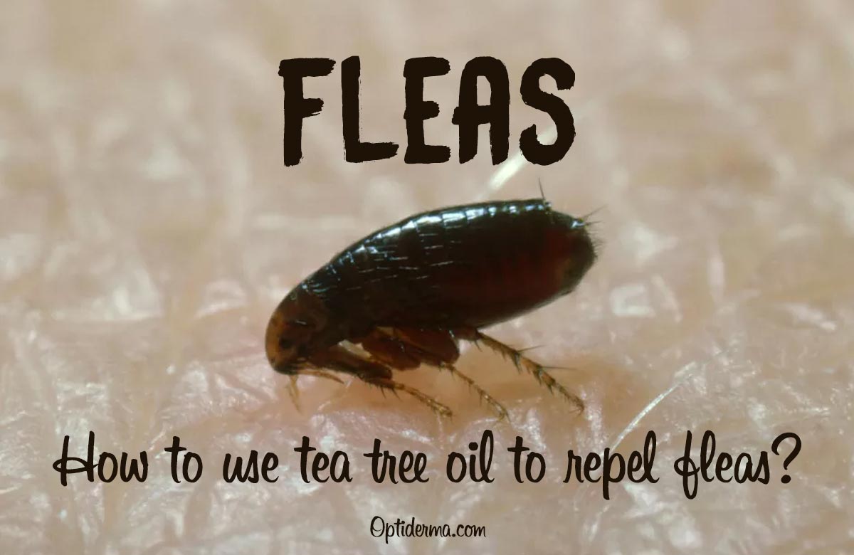 Tea Tree Oil for Fleas