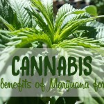 cannabis for skin